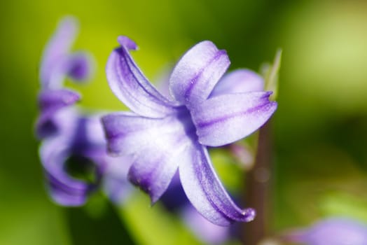 The bellflowers close up. 