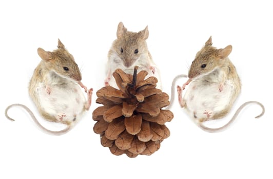 three mouse sit and look at the pine nuts on a white background