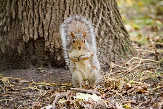 Squirre in the forest looking at the camera