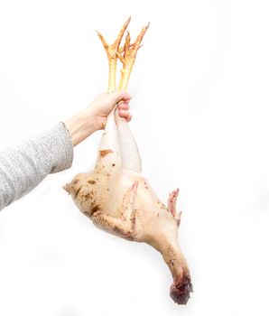 singed the chicken in his hand on a white background