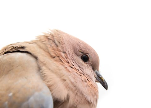 Portrait of a dove on a white background