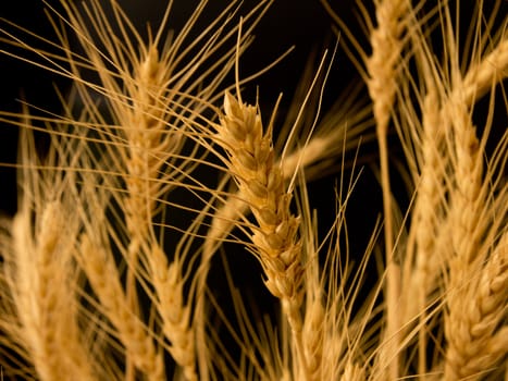ears of ripe wheat on a black background 