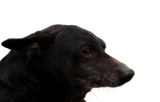portrait of a black dog on a white background
