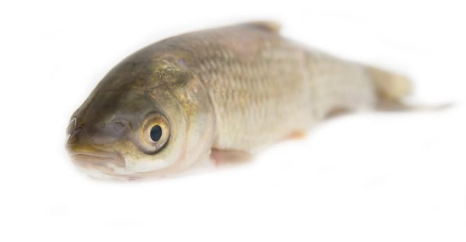 grass carp isolated on white 
