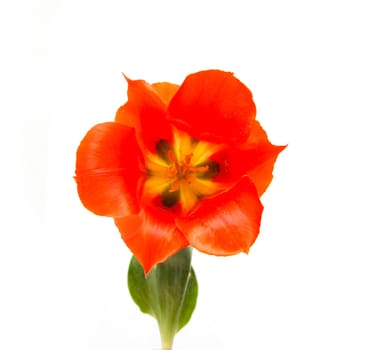 wild Tulip red on a white background