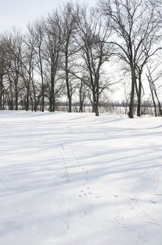 Hare foil on snow with silhouette of trees on background