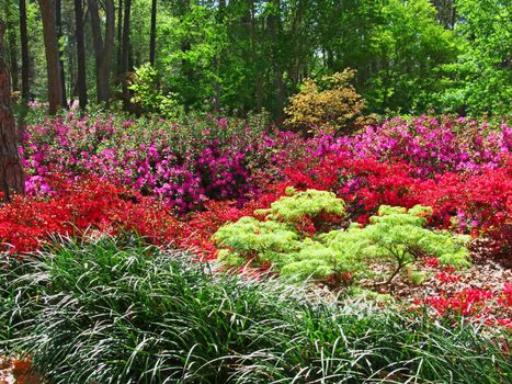 The Ruby M. Mize Azalea Garden  in Nacogdoches Texas. Shown here in full spring bloom.