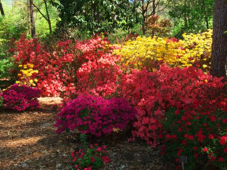 The colorful bloomsof the Ruby M. Mize Azalea Garden in Nacogdoches Texas