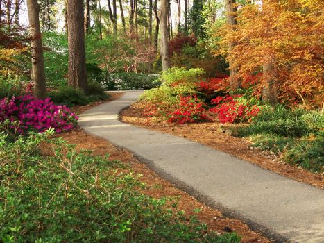 One of the many walking trails in the Ruby M. Mize Azalea Gardenin Nacogdoches, Texas