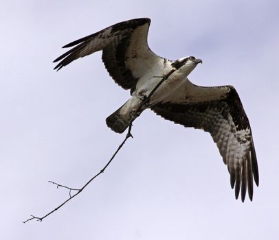 A Osprey (Pandion haliaetus) carrying a branch while in flight.