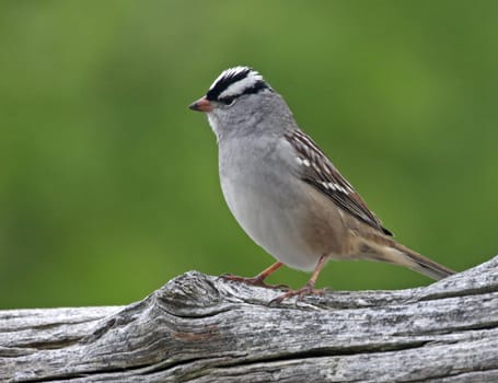 A perched White-crowned Sparrow (Zonotrichia leucophrys) sittings on a log.
