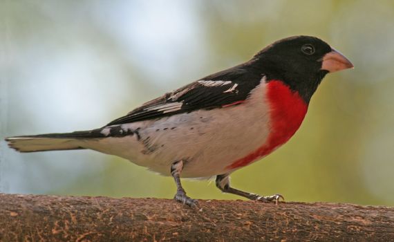 A Rose-breasted Grosbeak (Pheucticus ludovicianus) sitting on an old piece of wood.
