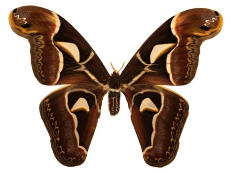 An isolated shot of a Cecropia moth (Hyalophora cecropia).
