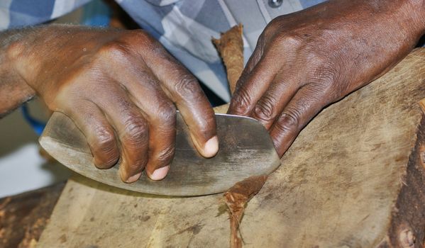 hands close up , cuban man is producing a cigar , cutting part of tobacco leafs