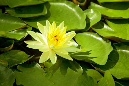 Yellow Water Lily lotus using in Spa