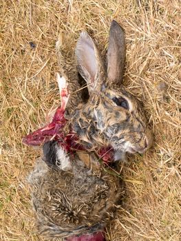 Easter bunny is dead, carcass of predator mutilated wild rabbit with smashed bones and blood surrounding a decapitated bunny head with ears and shoulders