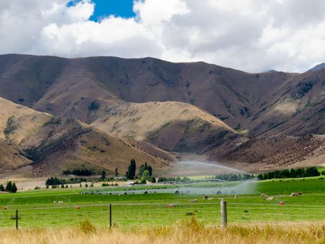 Turning a dry mountain valley into lush green farm pastures by irrigation with a long mobile sprinkler system while livestock graze peacefully nearby