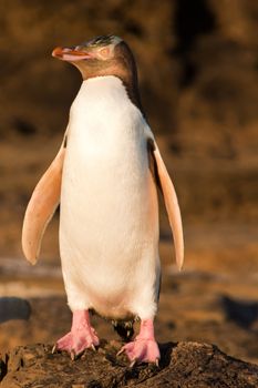 Adult native New Zealand Yellow-eyed Penguin, Megadyptes antipodes or Hoiho, standing on rocky shore in the sun to dry and warm up