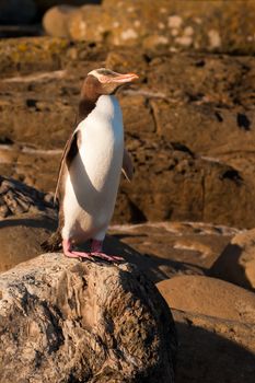 Adult native New Zealand Yellow-eyed Penguin, Megadyptes antipodes or Hoiho, standing on rocky shore in the sun to dry and warm up