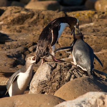 Adult native New Zealand Yellow-eyed Penguin, Megadyptes antipodes or Hoiho, still feeding its juvenile youngsters with regurgitated fish