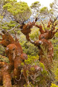 Mountain beech rain forest in Fjordland National Park, South Island, New Zealand