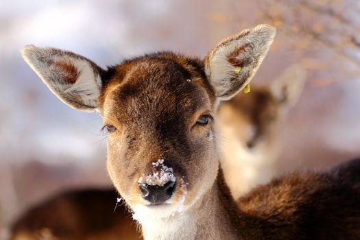 curious fallow deer calf at an animal park