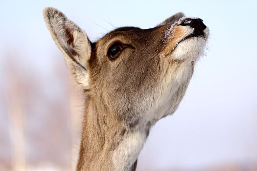 red deer doe raising its head