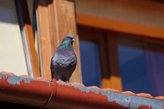 male pigeon standing up on a roof