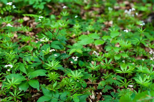 Closeup of woodruff white flowers in spring (Waldmeister - Gallium odoratum)