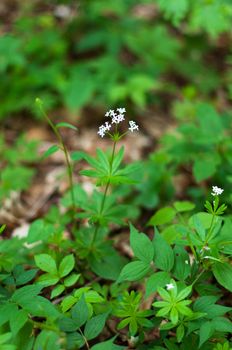 Closeup of woodruff white flowers in spring (Waldmeister - Gallium odoratum)
