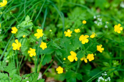 Closeup of buttercups amongst woodruff white flowers