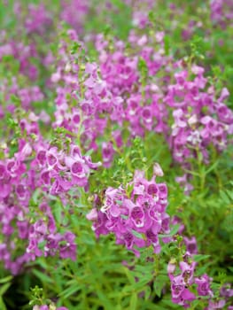 Beautiful field of Angelonia goyazensis flower Family Scrophulariaceae