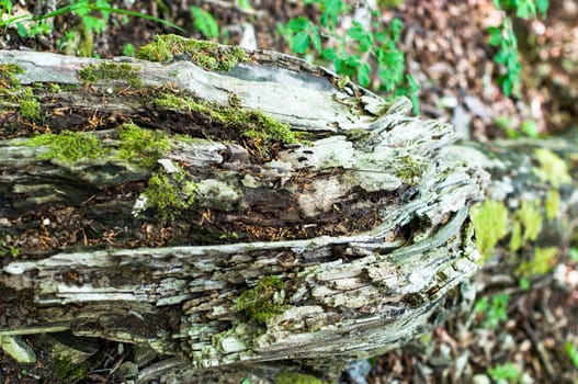 Detail of moss on a fallen tree trunk
