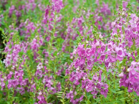 Beautiful field of Angelonia goyazensis flower Family Scrophulariaceae