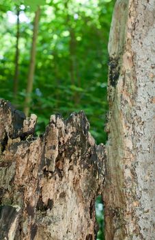 Close up of a rotten tree stump covered with moss