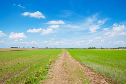 Off-road track on green field with blue sky