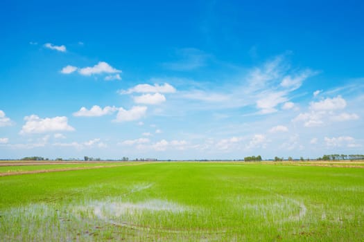 Summer green field and blue sky