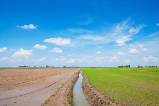 Summer green field and blue sky