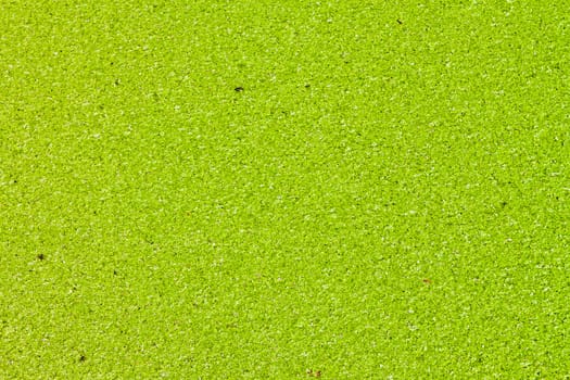 The surface is covered with green duckweed.