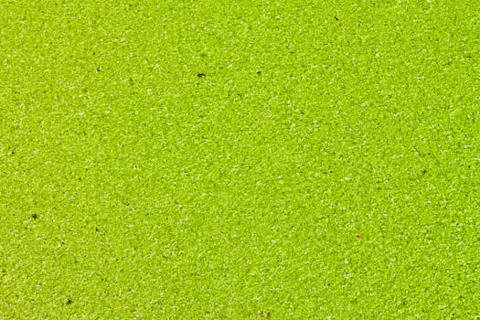 The surface is covered with green duckweed.