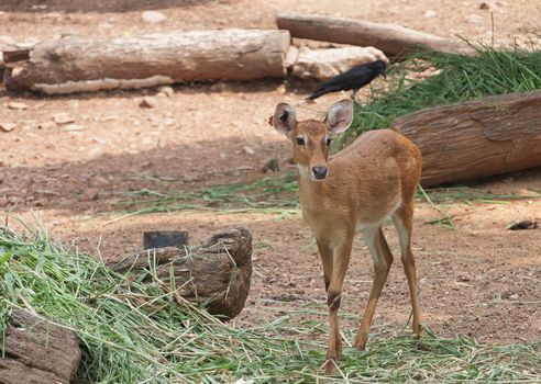 Thai antelope, Thailand