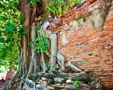 root wood covered brick wall