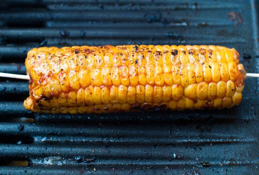 Closeup of corn on the cob with toothpicks being roasted on bbq grill