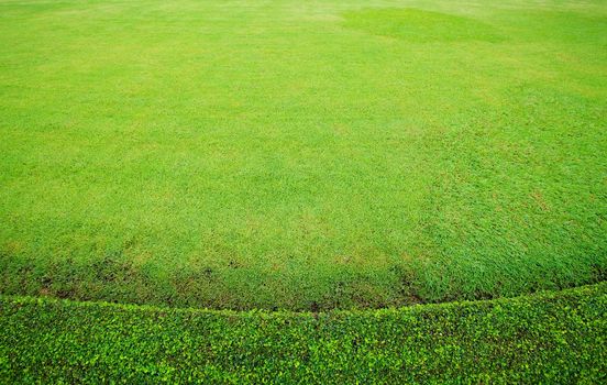 beautiful green grass in garden