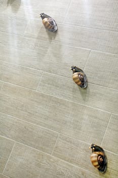three snails on a ceramic tile