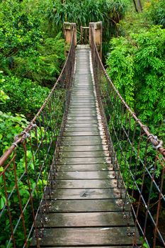 Rope walkway through the treetops in a rain forest
