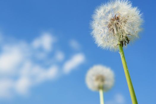 blowball dandelion clock at springtime in the wind