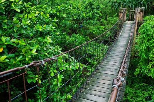 Rope walkway through the treetops in a rain forest