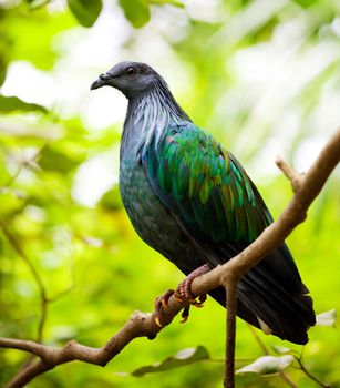 Nicobar Pigeon in forest