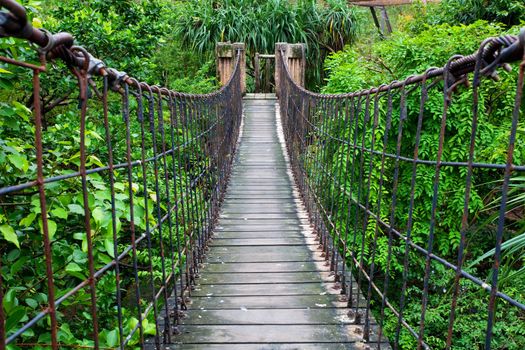 Rope walkway through the treetops in a rain forest